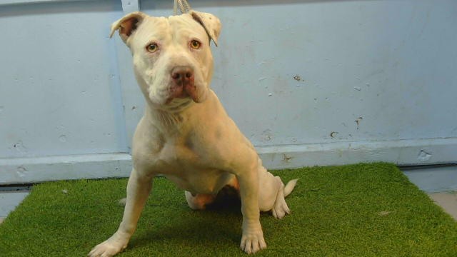 A5801245, a Bullmastiff, available for adoption
