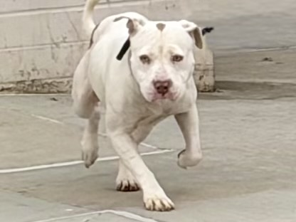 Lina, a Bullmastiff, available for adoption