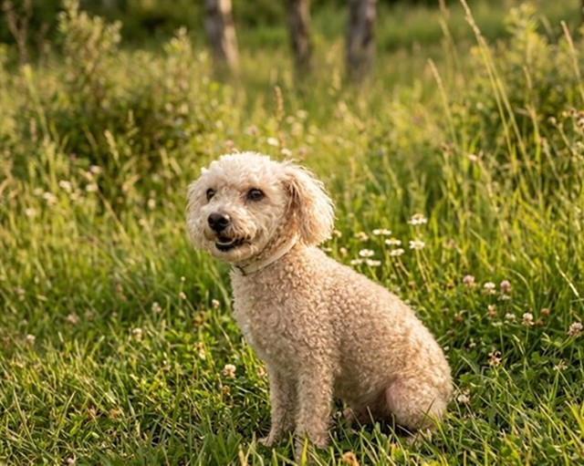 Valentine, a Poodle, available for adoption