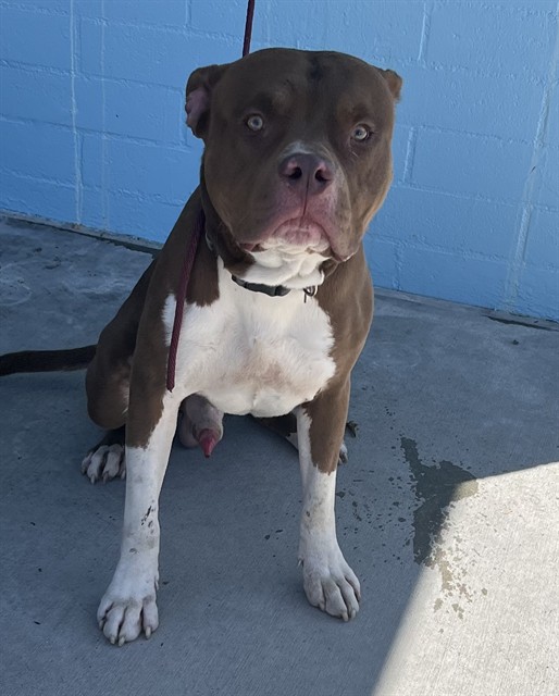 Resse, a Pit Bull Terrier, available for adoption