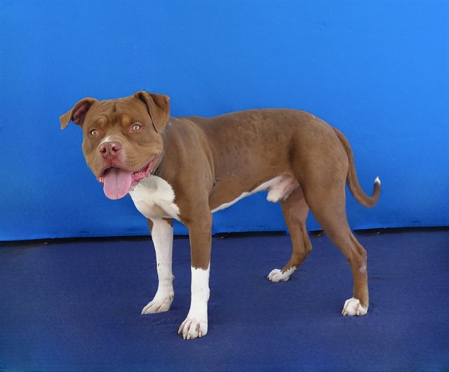 Resse, a Pit Bull Terrier, available for adoption