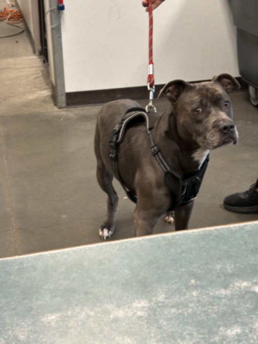 Grey, a Staffordshire Bull Terrier, available for adoption