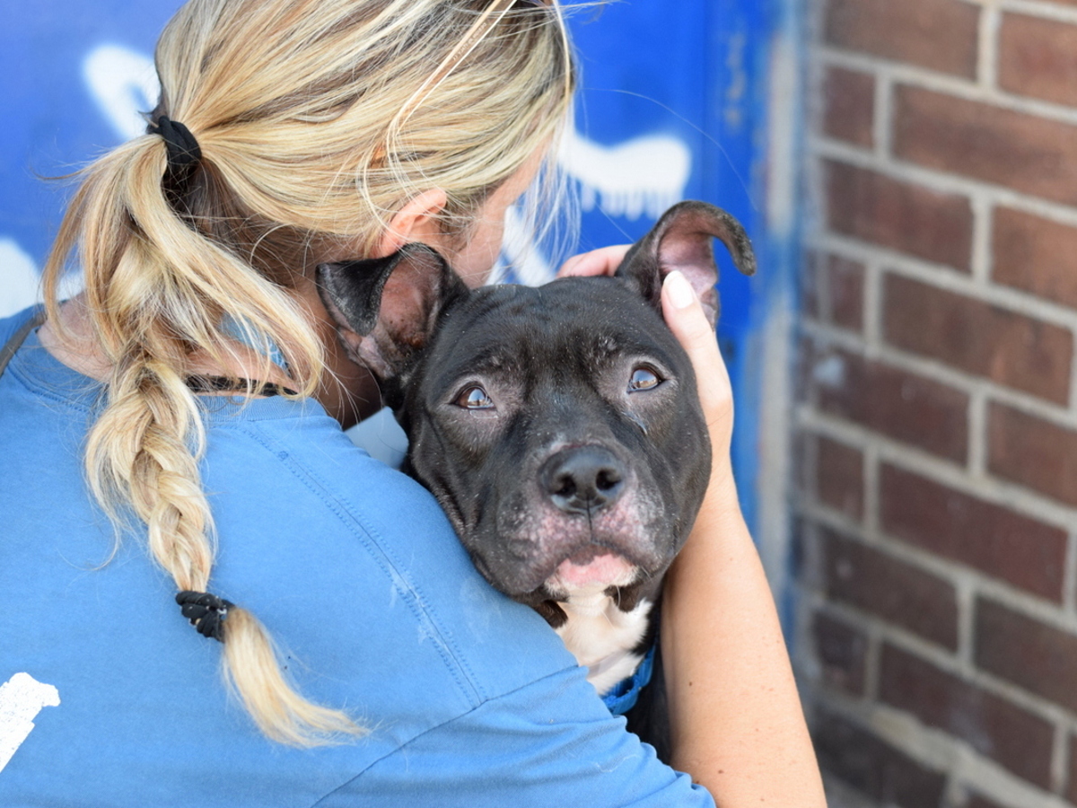 Raven, a Pit Bull Terrier, available for adoption
