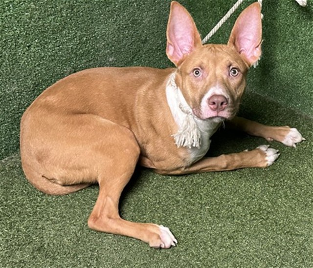 Shida, a American Staffordshire Terrier, available for adoption
