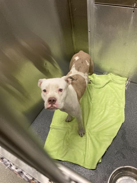 Erin, a American Staffordshire Terrier (mix breed), available for adoption