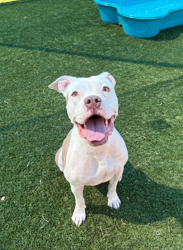 Erin, a American Staffordshire Terrier (mix breed), available for adoption