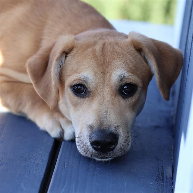 Casey, a Labrador Retriever, available for adoption