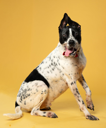 Maurice, a German Wirehaired Pointer (mix breed), available for adoption