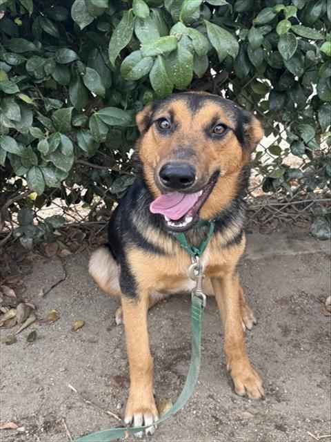 Opal, a German Shepherd (mix breed), available for adoption