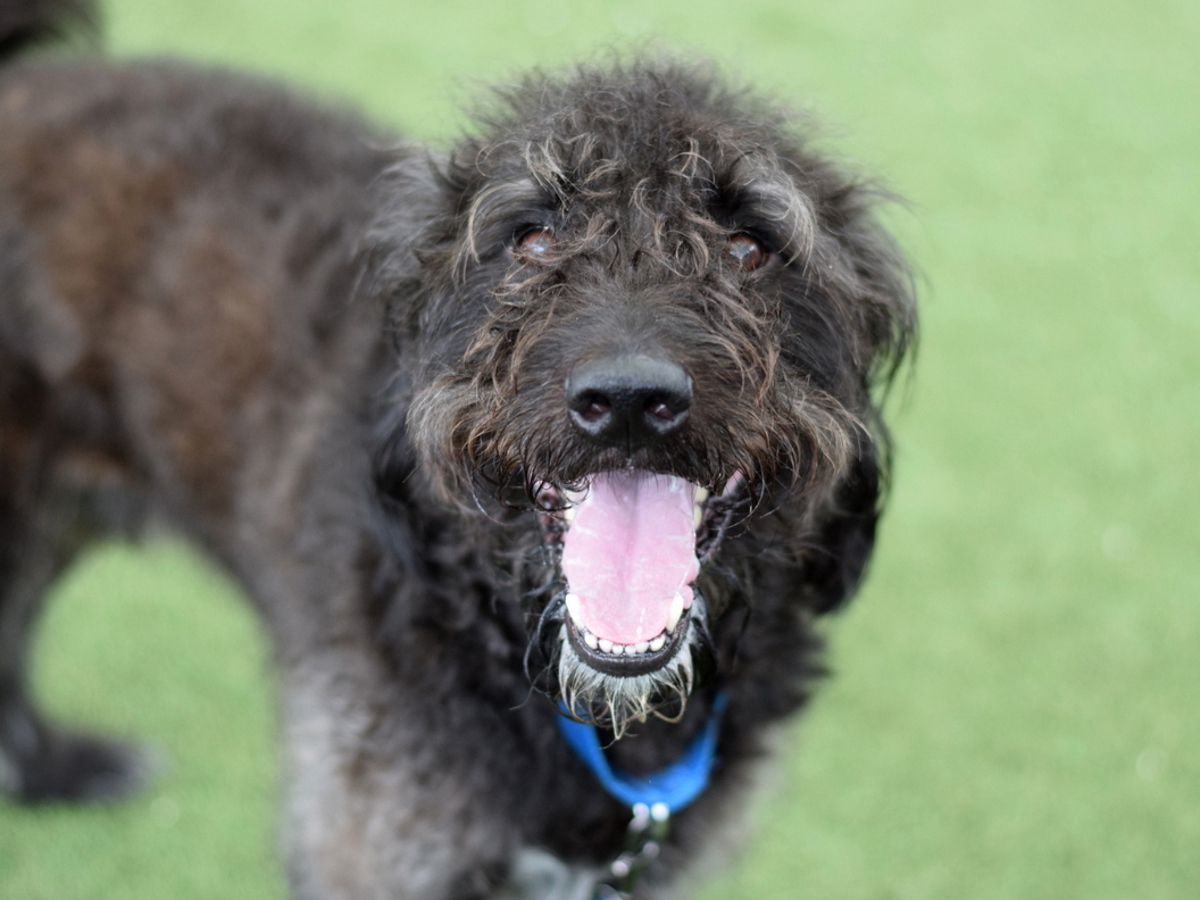 Brownie, a Poodle (mix breed), available for adoption