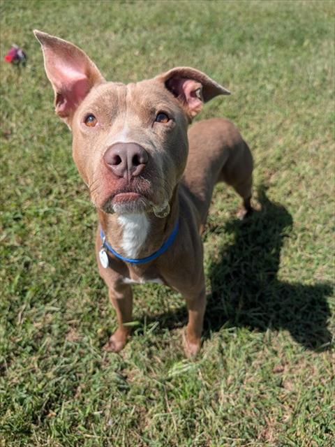 Jody, a Pit Bull Terrier, available for adoption