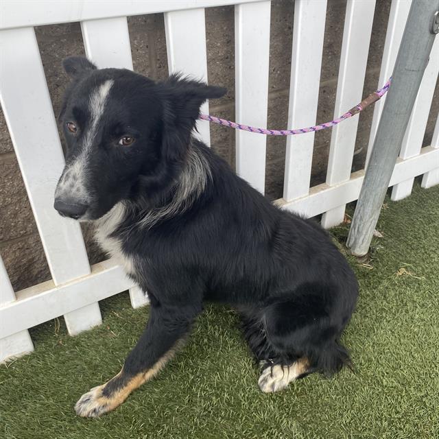 Buck, a Border Collie, available for adoption