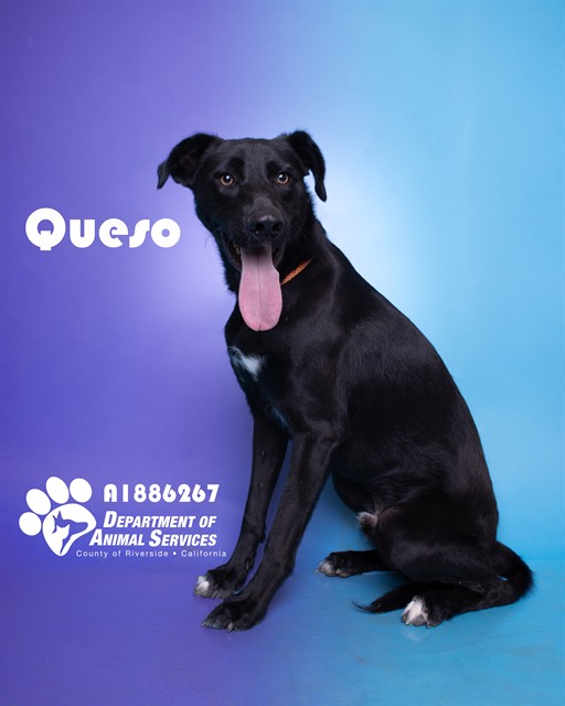 Queso, a Shepherd, available for adoption