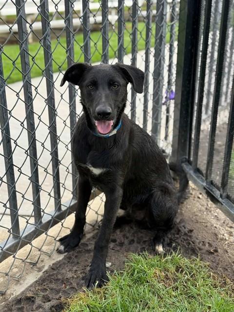 Queso, a Shepherd, available for adoption