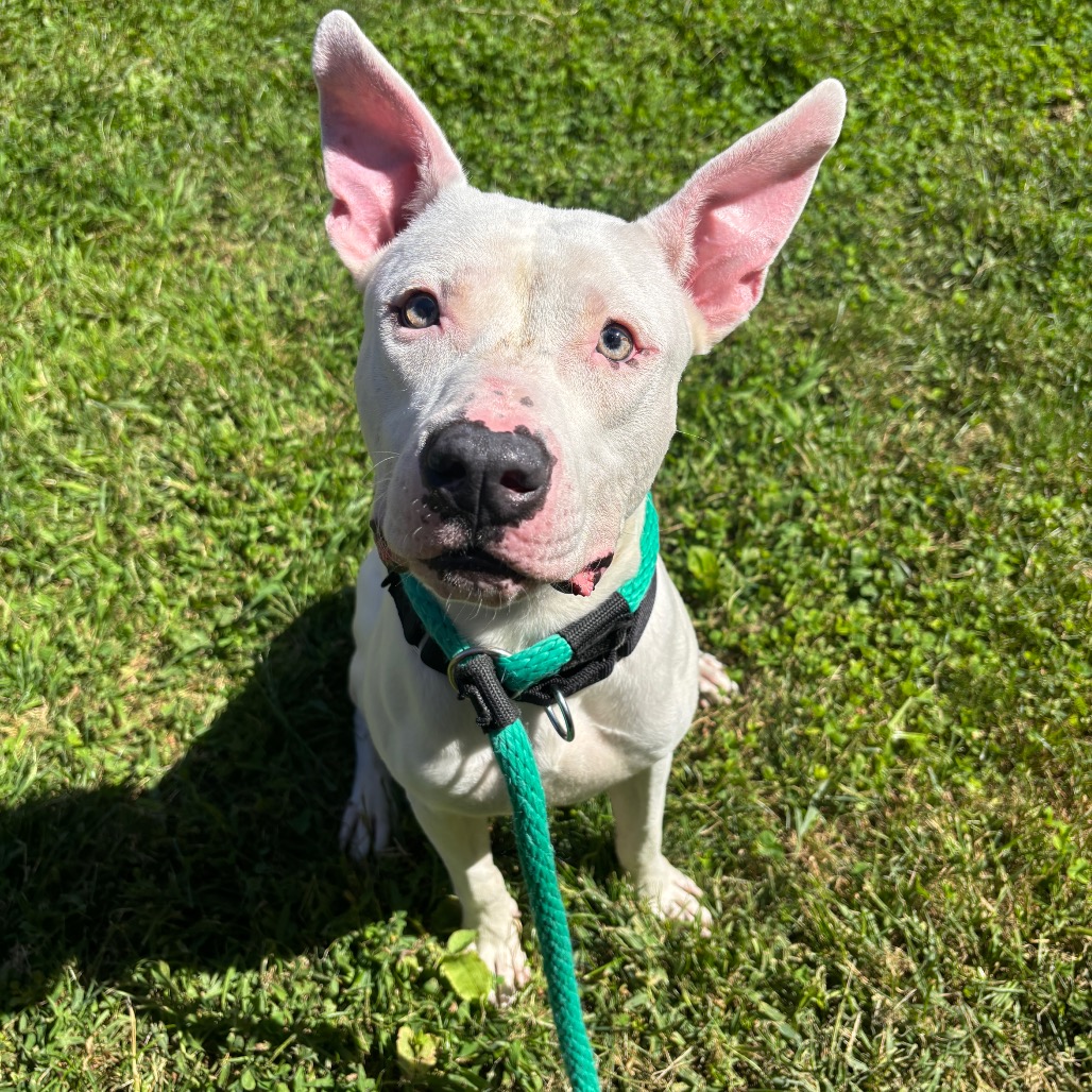 Lucky, a Pit Bull Terrier (mix breed), available for adoption