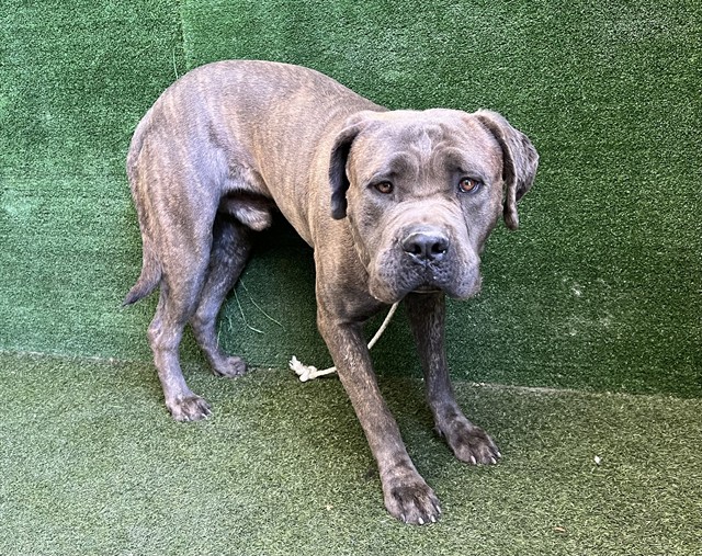 Rodger, a Mastiff, available for adoption
