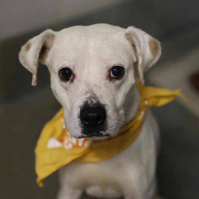 Bruce, a Boxer (mix breed), available for adoption
