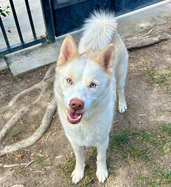 Guava, a Siberian Husky, available for adoption