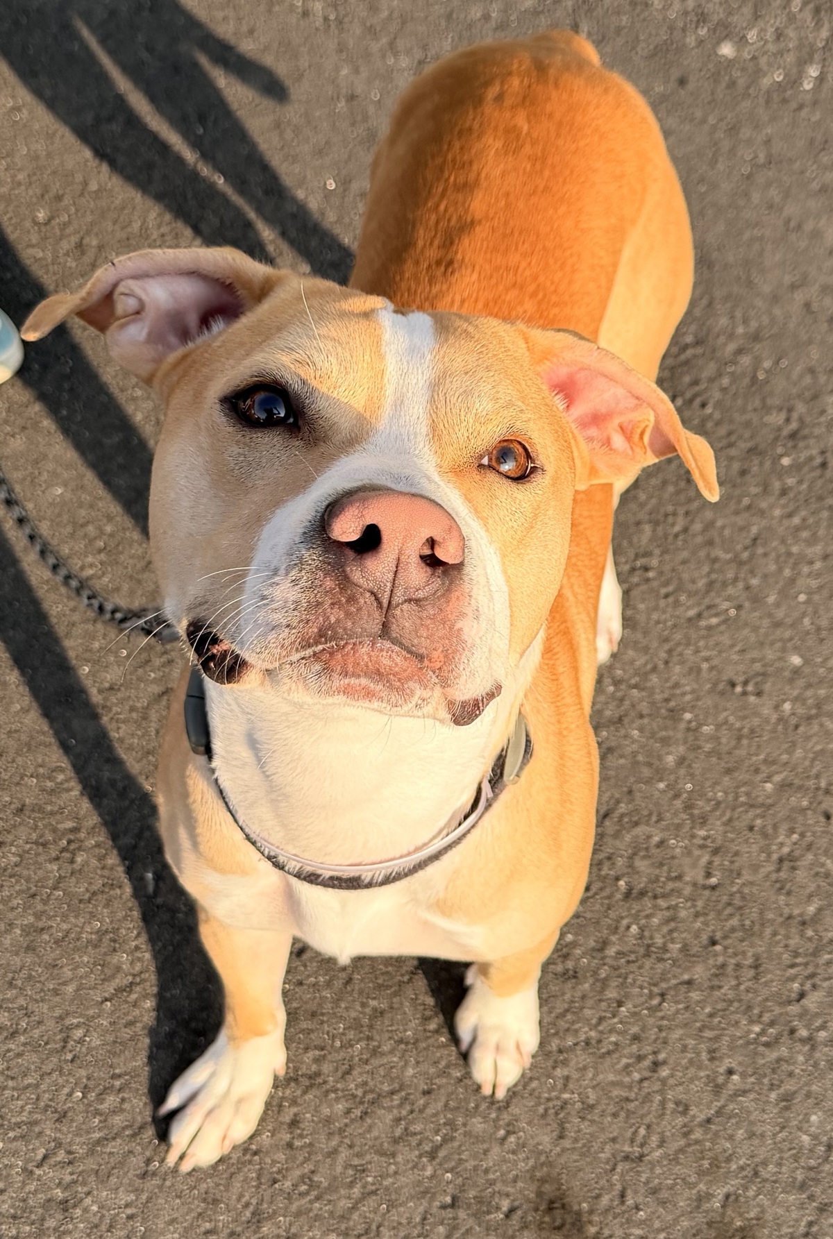 Kliff, a American Staffordshire Terrier, available for adoption