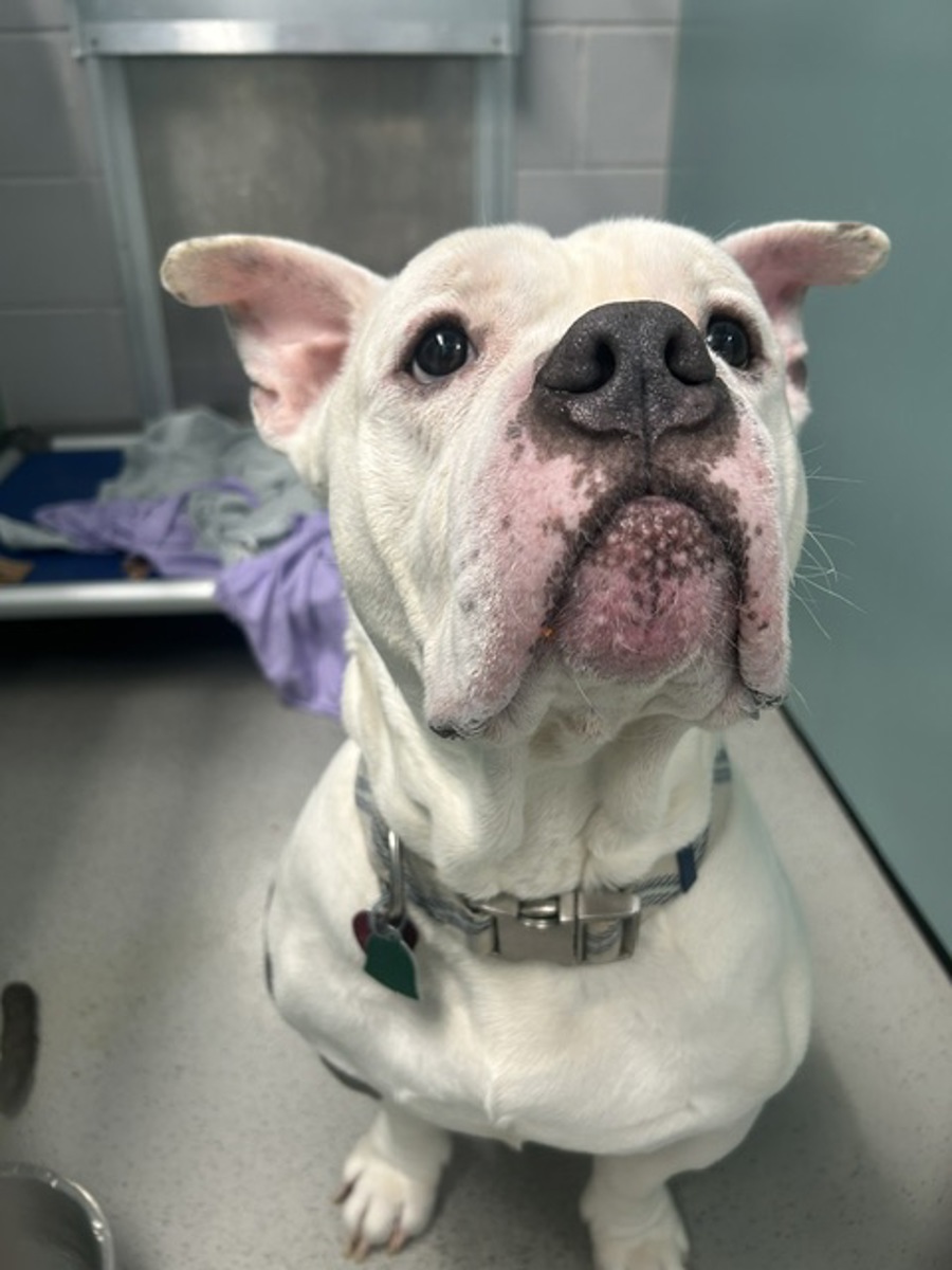 Abel, a Pit Bull Terrier, available for adoption