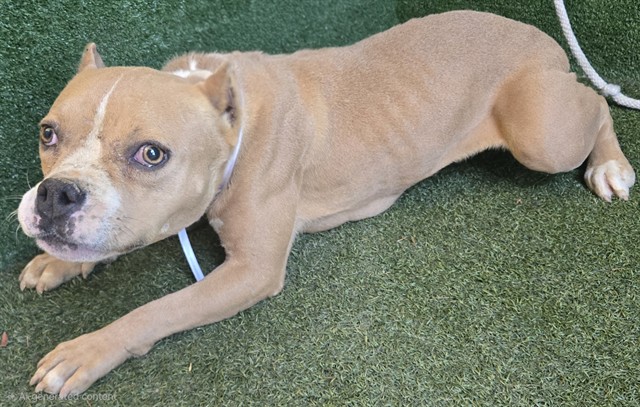 Daisy, a American Bulldog, available for adoption