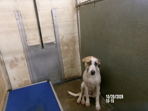 George, a American Staffordshire Terrier (mix breed), available for adoption