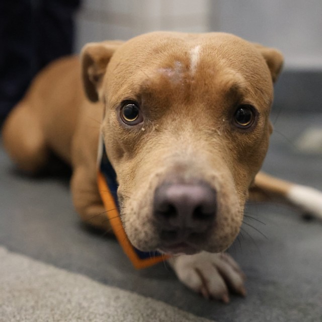 Finn, a American Staffordshire Terrier (mix breed), available for adoption