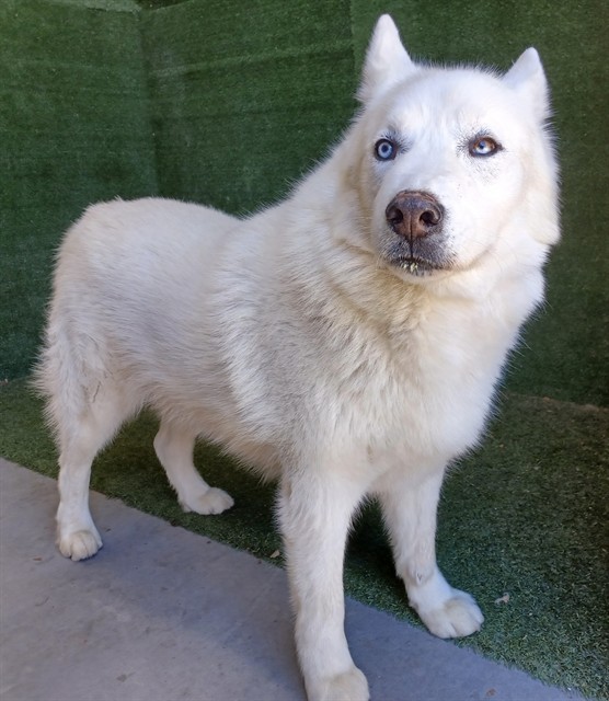 Olaf, a Siberian Husky, available for adoption