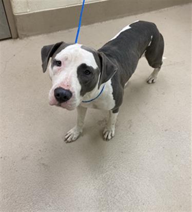 Sofia, a Pit Bull Terrier, available for adoption