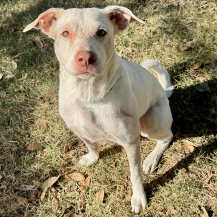 Caspian, a American Staffordshire Terrier (mix breed), available for adoption
