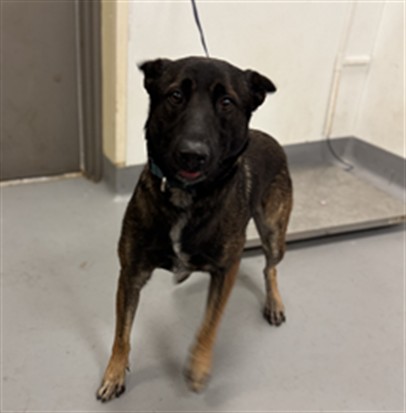 Aries, a Belgian Shepherd Malinois, available for adoption