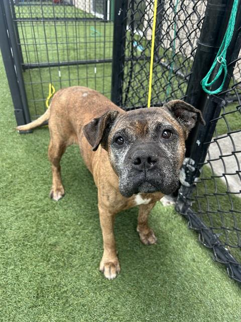 Tara, a American Bulldog (mix breed), available for adoption