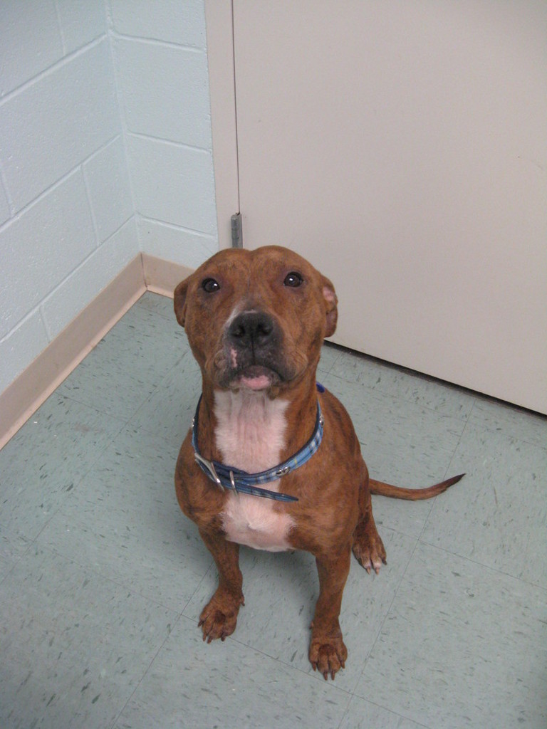 Other Photos of thie Dog