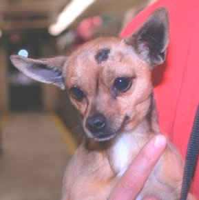 Main Photo of this Dog