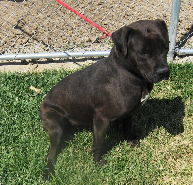 Other Photos of thie Dog