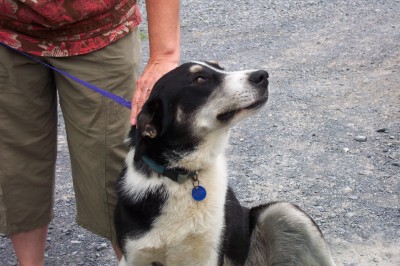 Other Photos of thie Dog