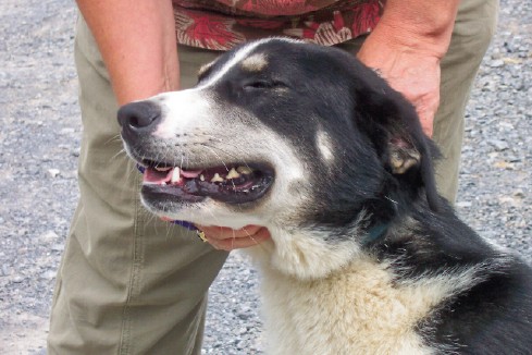 Other Photos of thie Dog