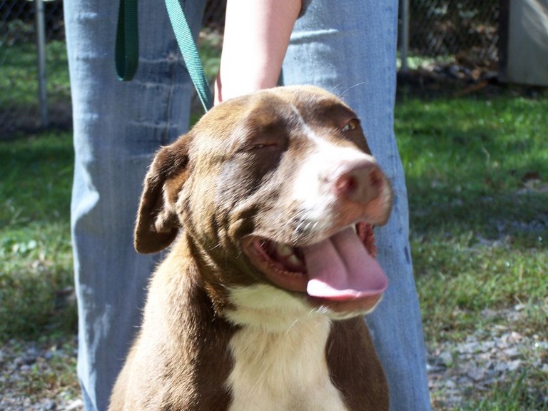 Other Photos of thie Dog