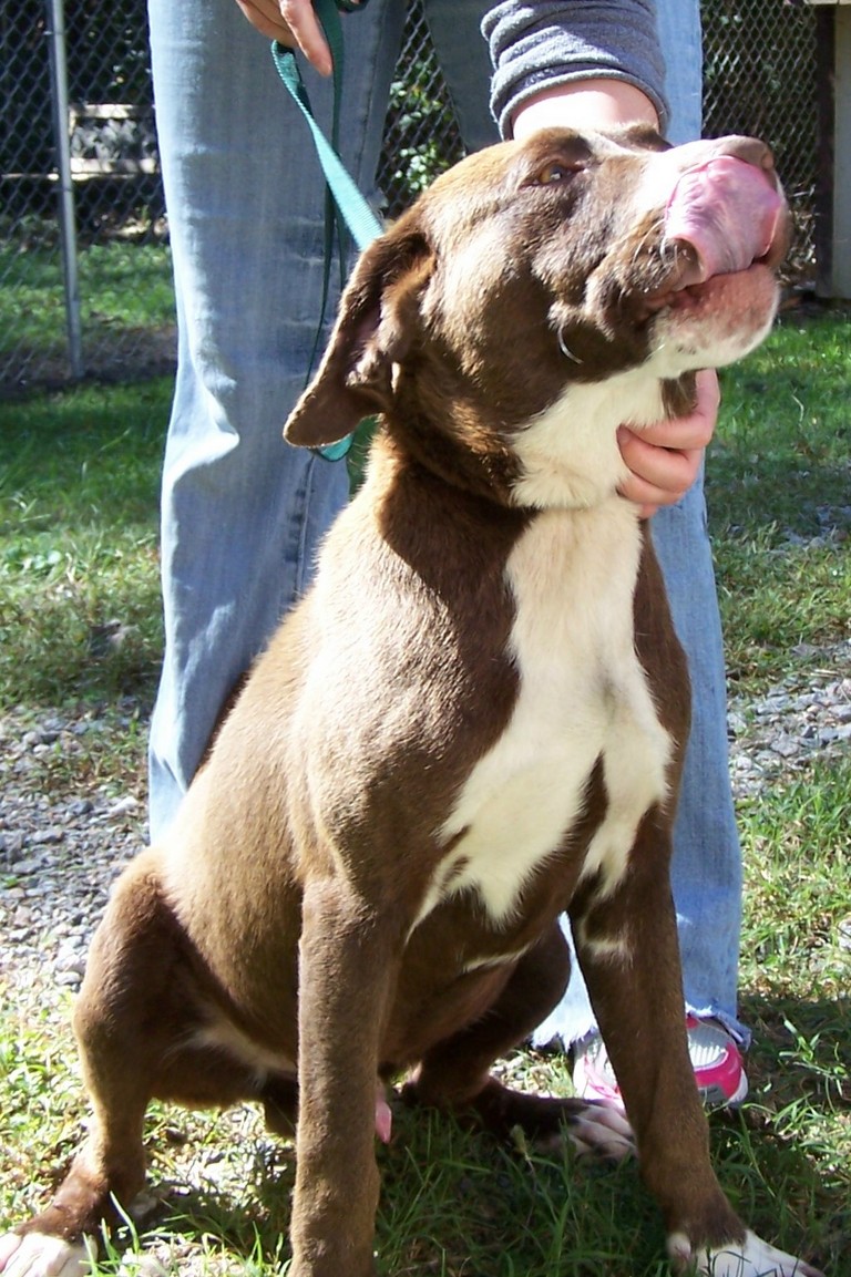 Other Photos of thie Dog