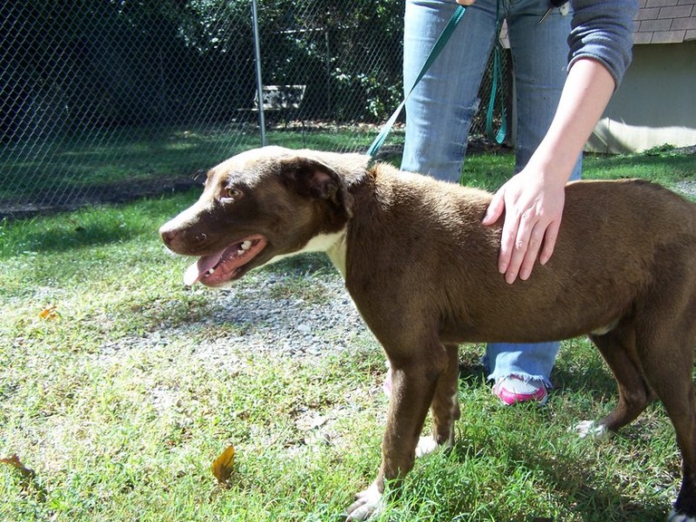 Other Photos of thie Dog