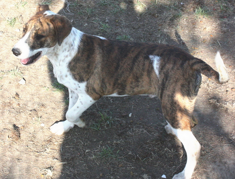 Other Photos of thie Dog