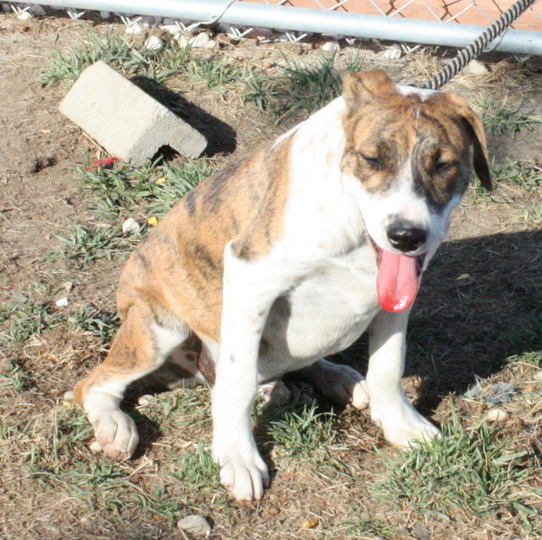 Other Photos of thie Dog