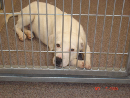 Other Photos of thie Dog