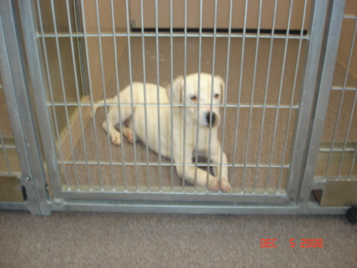 Other Photos of thie Dog