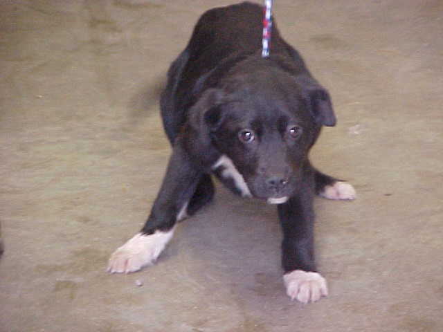 Other Photos of thie Dog