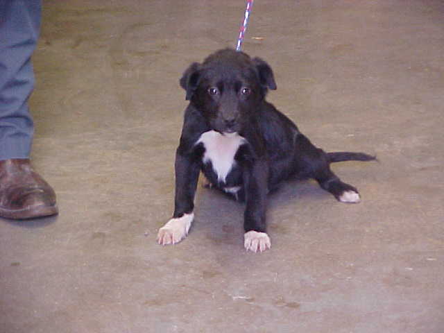 Other Photos of thie Dog