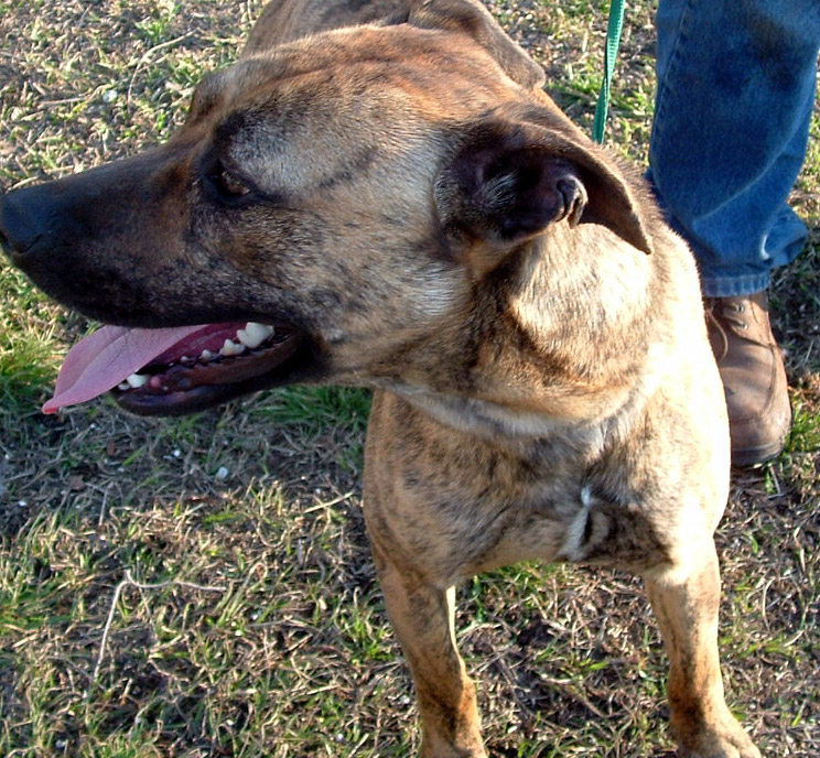 Other Photos of thie Dog