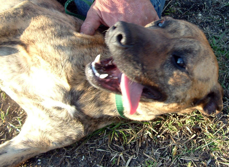 Other Photos of thie Dog