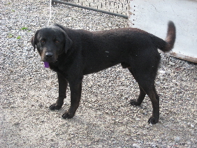 Other Photos of thie Dog