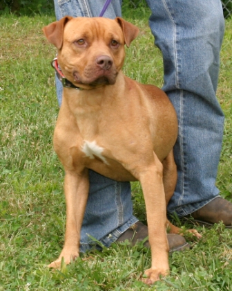 Other Photos of thie Dog